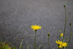 Der Lauf 2022 - 058